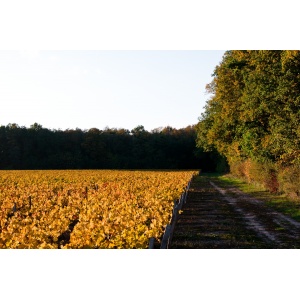 chateau-fontenay-vignoble-automne