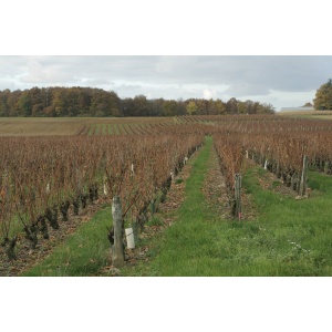 chateau-fontenay-vignoble