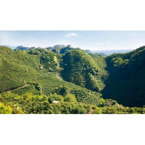 pinot_grigio_venetie