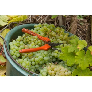 seau-raisin-chardonnay-champagne-gremillet